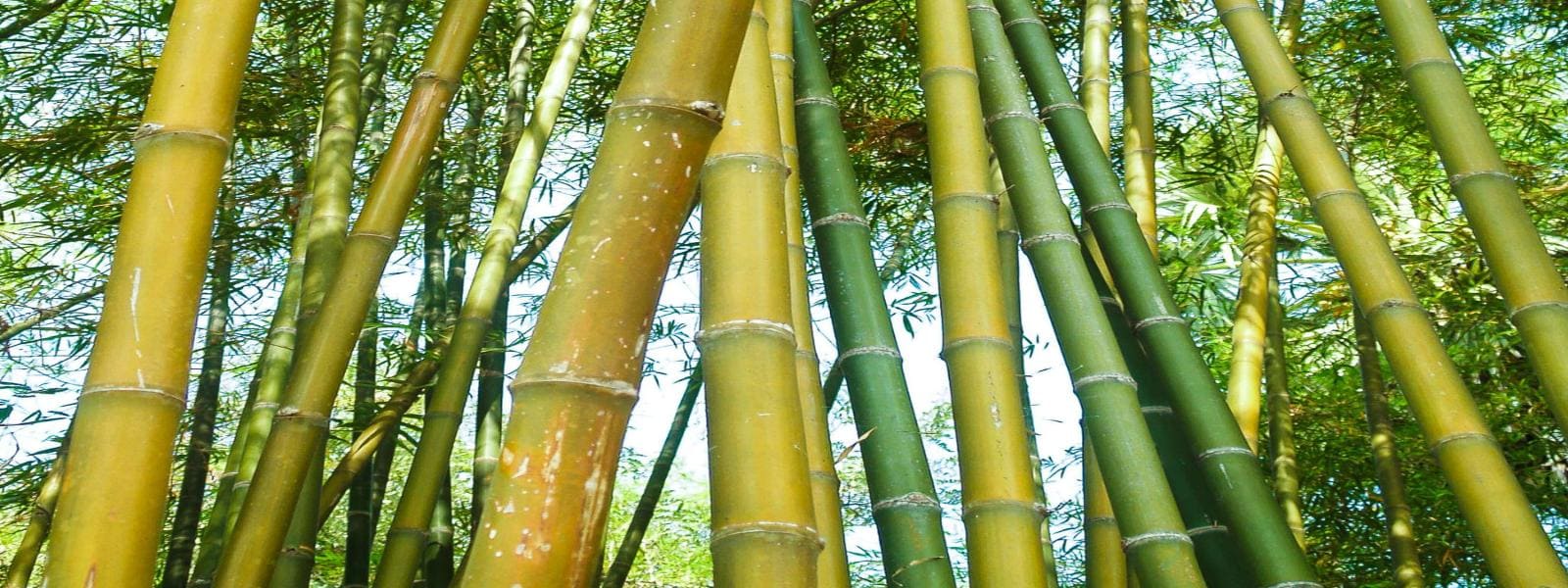 Bamboo Specialist